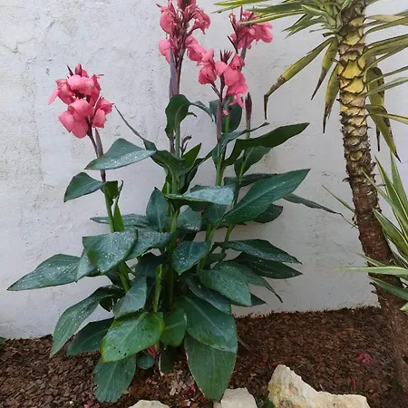 La Charentaise Ch D'hôtes ,studio Chérac